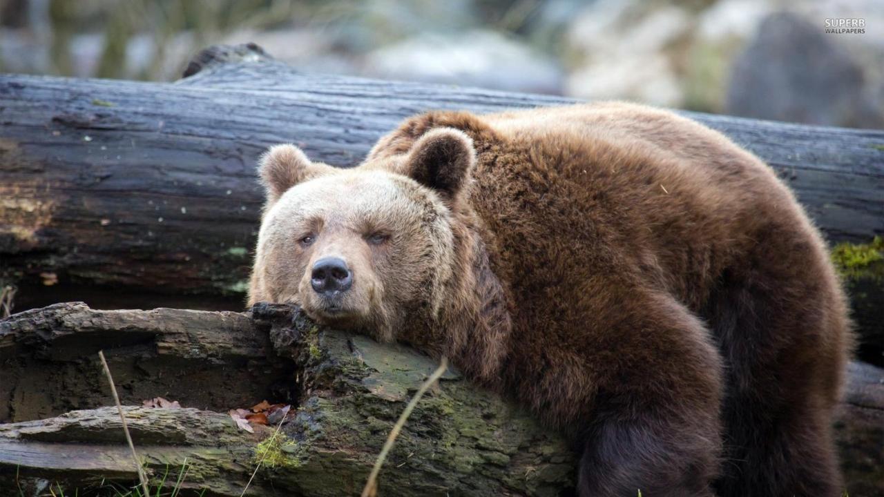 Lazy Bear Hotel Jezerce Kültér fotó